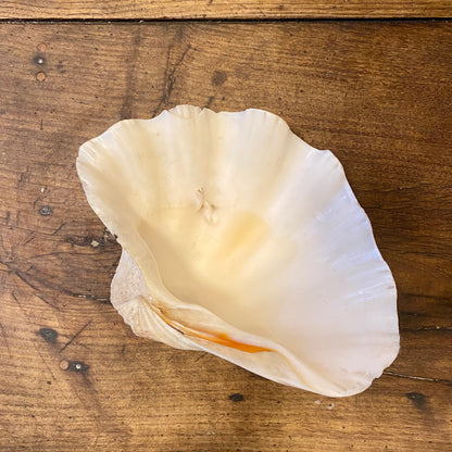 Large Natural Decorative Shell – 27 cm