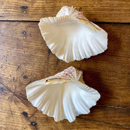 Vintage French Clam Shell - 19cm