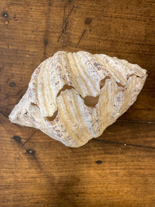 Pattern: Large Vintage Clam Shell – Curiosité Göteborg | Fransk vintageinredning från Curiosité