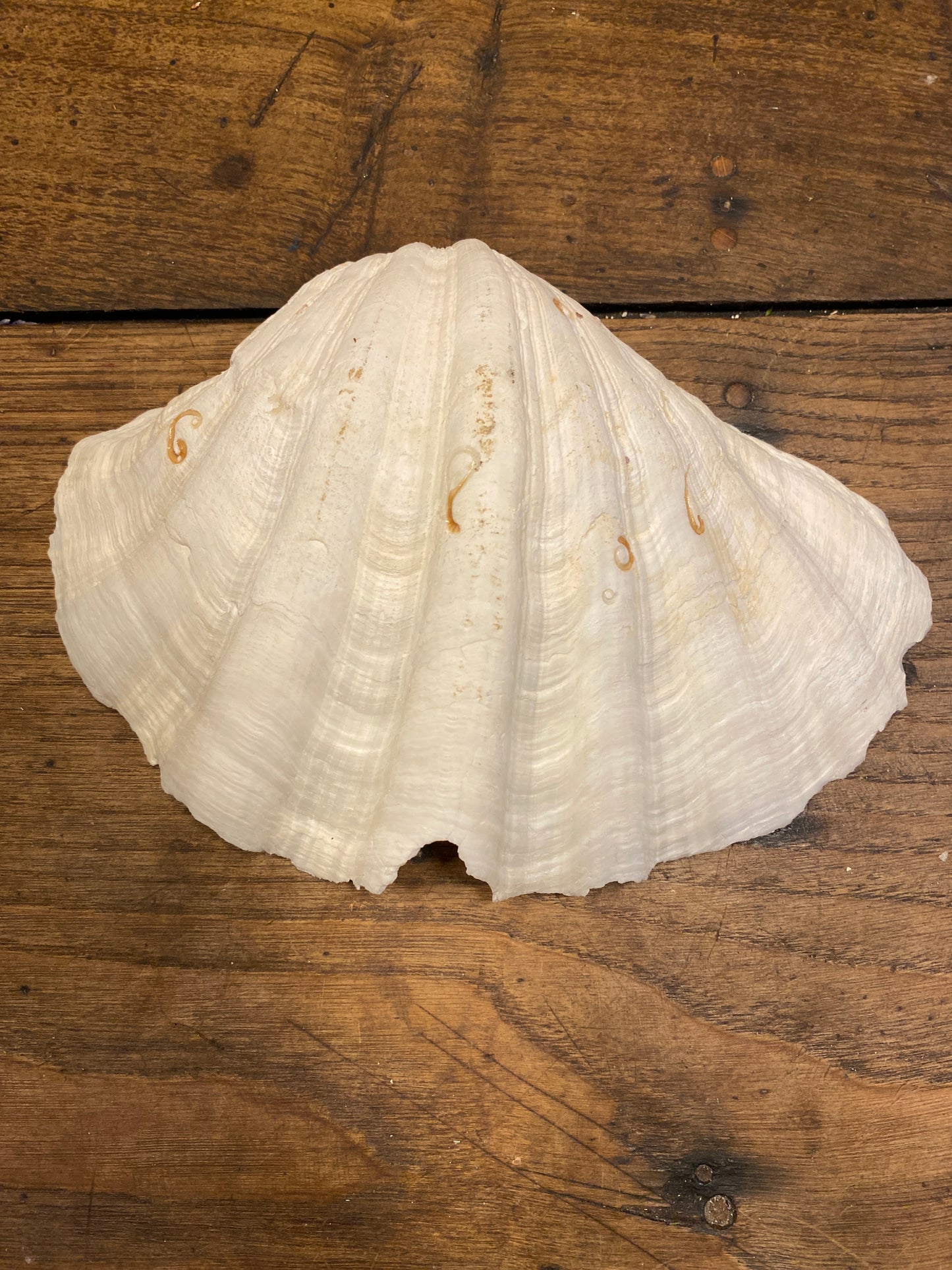 Shell