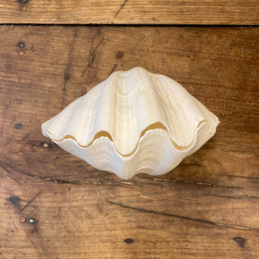 Vintage French Clam Shell