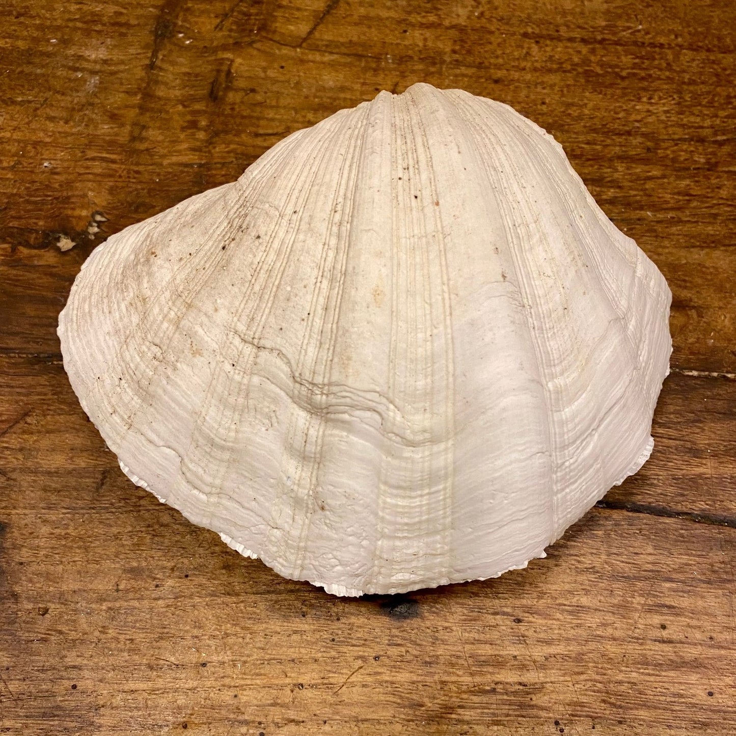 Pattern: Vintage French Clam Shell – Curiosité Göteborg | Fransk vintageinredning från Curiosité