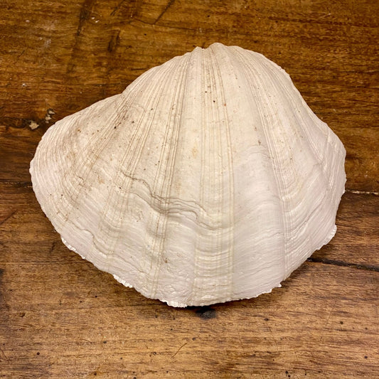 Pattern: Vintage French Clam Shell – Curiosité Göteborg | Fransk vintageinredning från Curiosité