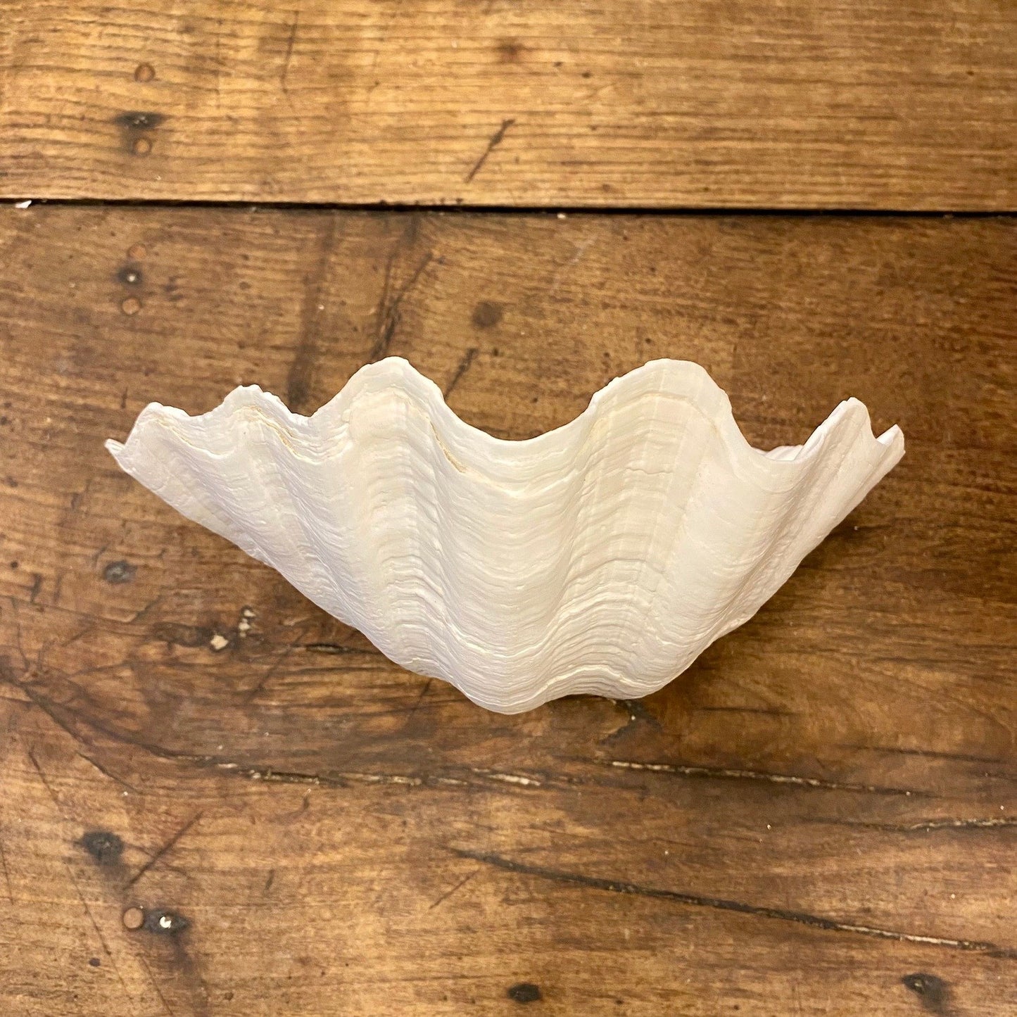 Vintage French Clam Shell