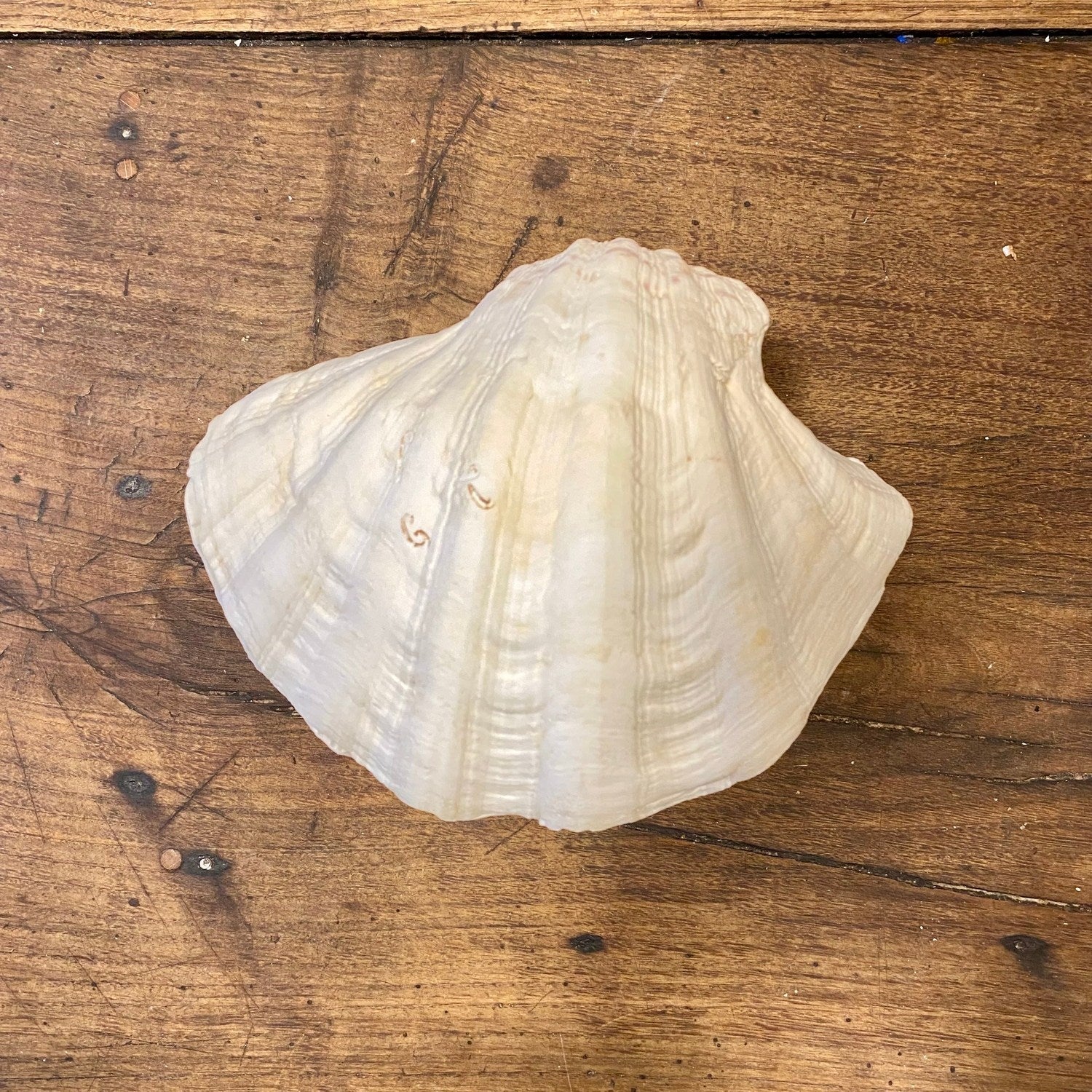 Pattern: Vintage French Clam Shell – Curiosité Göteborg | Fransk vintageinredning från Curiosité