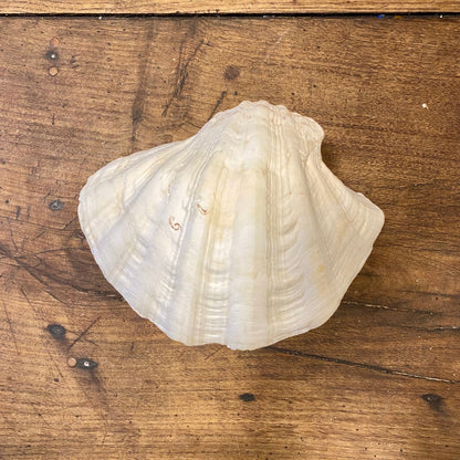 Pattern: Vintage French Clam Shell – Curiosité Göteborg | Fransk vintageinredning från Curiosité