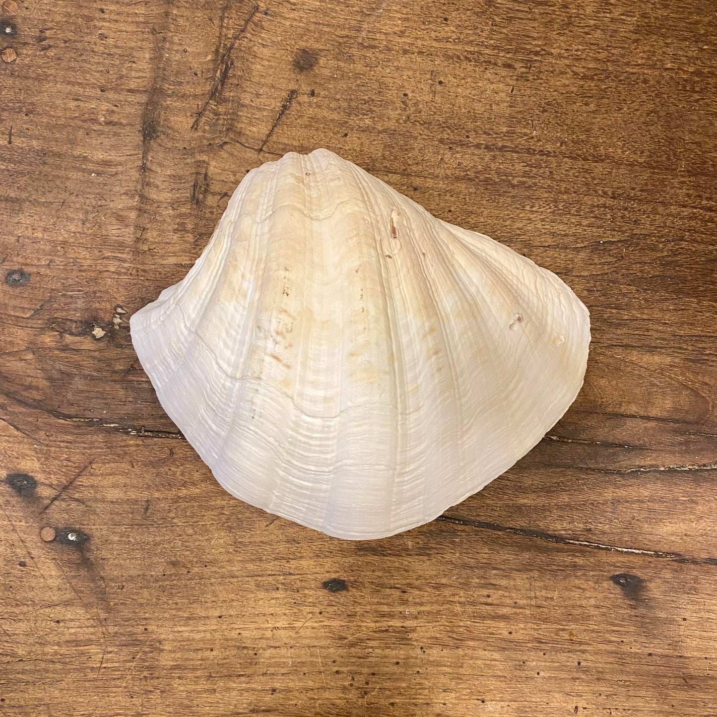 Vintage French Clam Shell