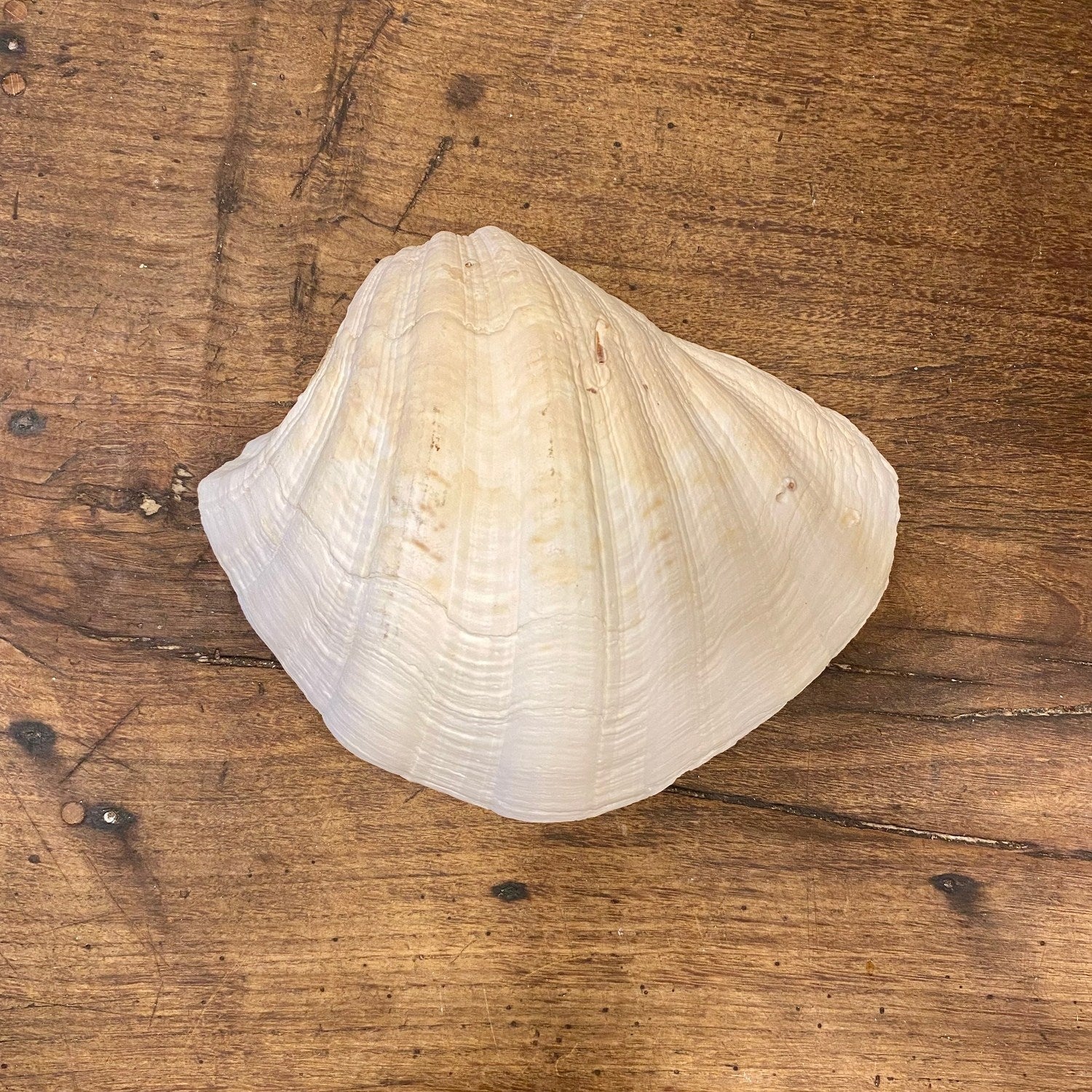 Vintage French Clam Shell