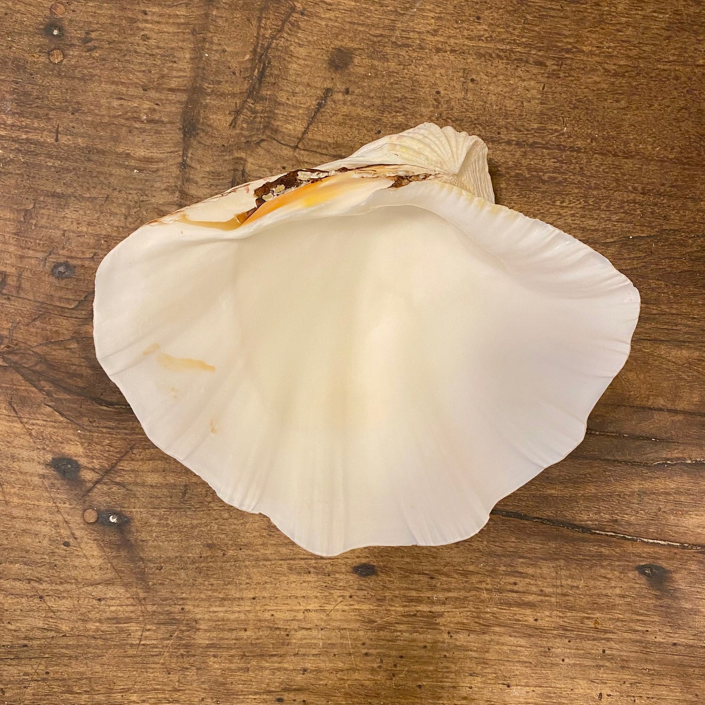 Vintage French Clam Shell