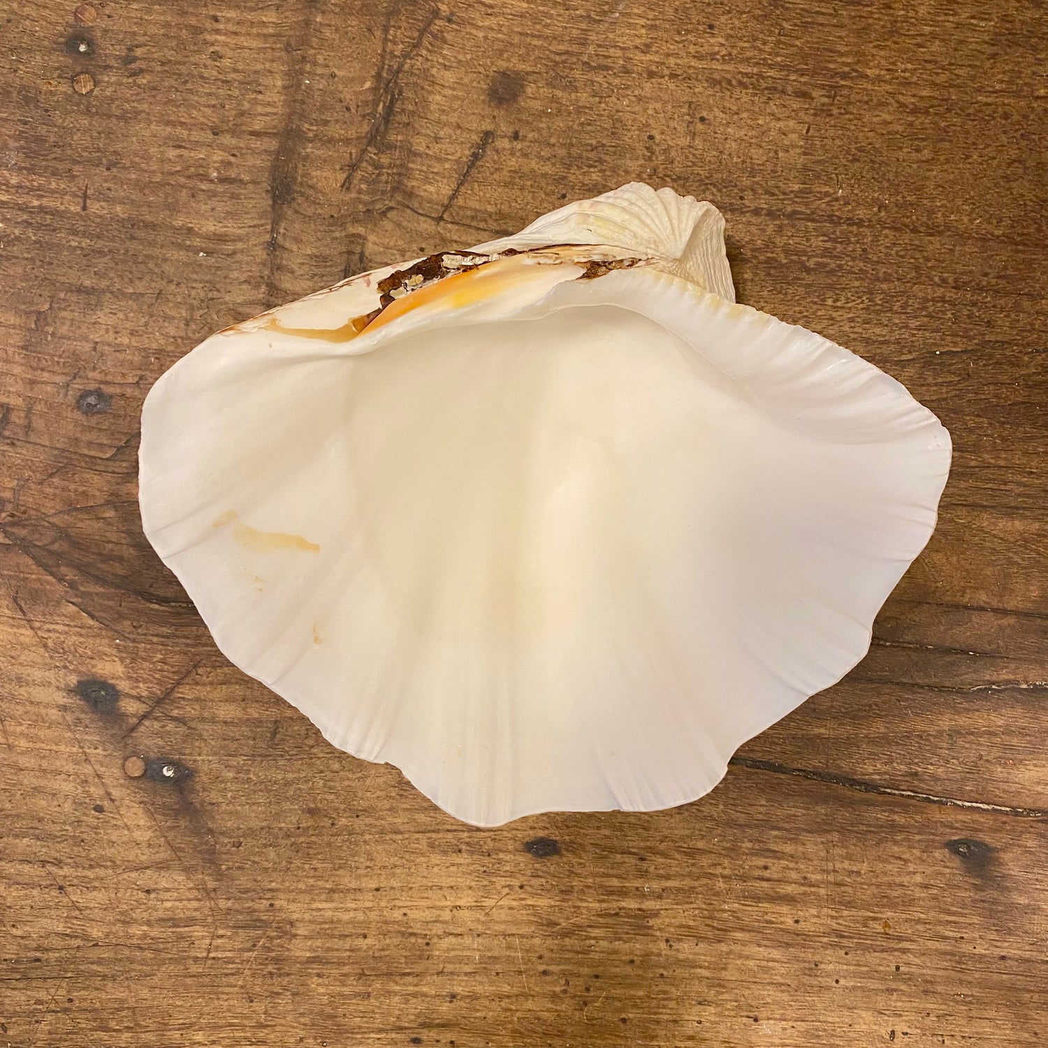 Vintage French Clam Shell
