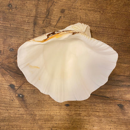 Vintage French Clam Shell