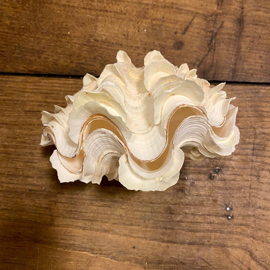 Pattern: Vintage French Clam Shell – Curiosité Göteborg | Fransk vintageinredning från Curiosité