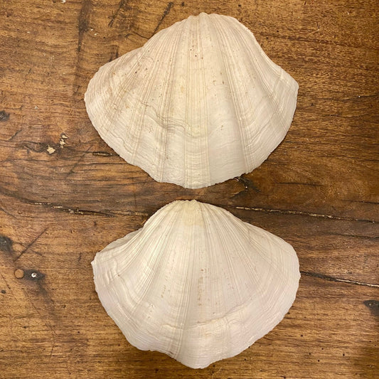 Pattern: Vintage French Clam Shell – Curiosité Göteborg | Fransk vintageinredning från Curiosité