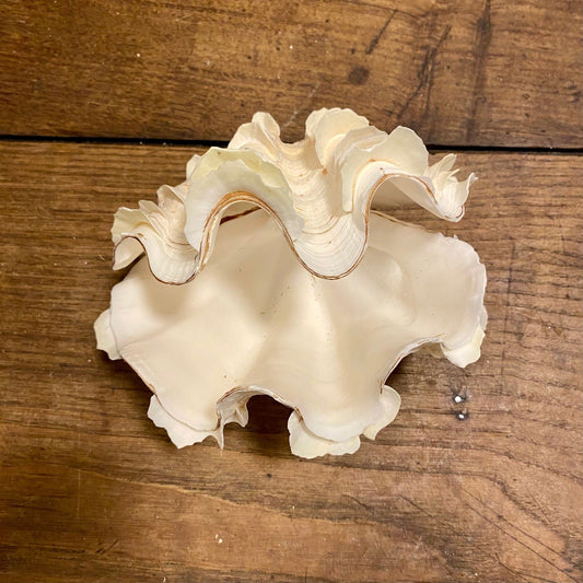 Pattern: Vintage French Clam Shell – Curiosité Göteborg | Fransk vintageinredning från Curiosité