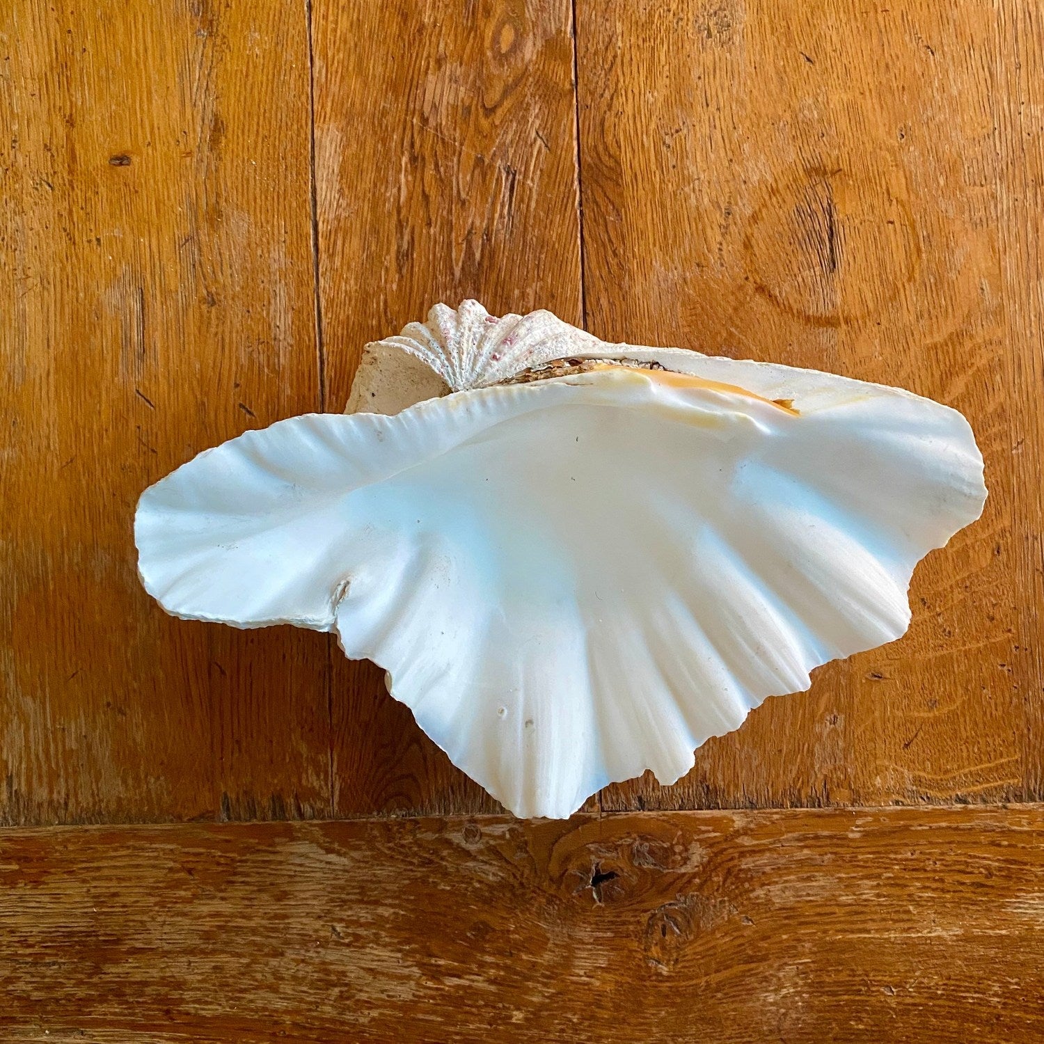 Pattern: Vintage French Clam Shell – Curiosité Göteborg | Fransk vintageinredning från Curiosité