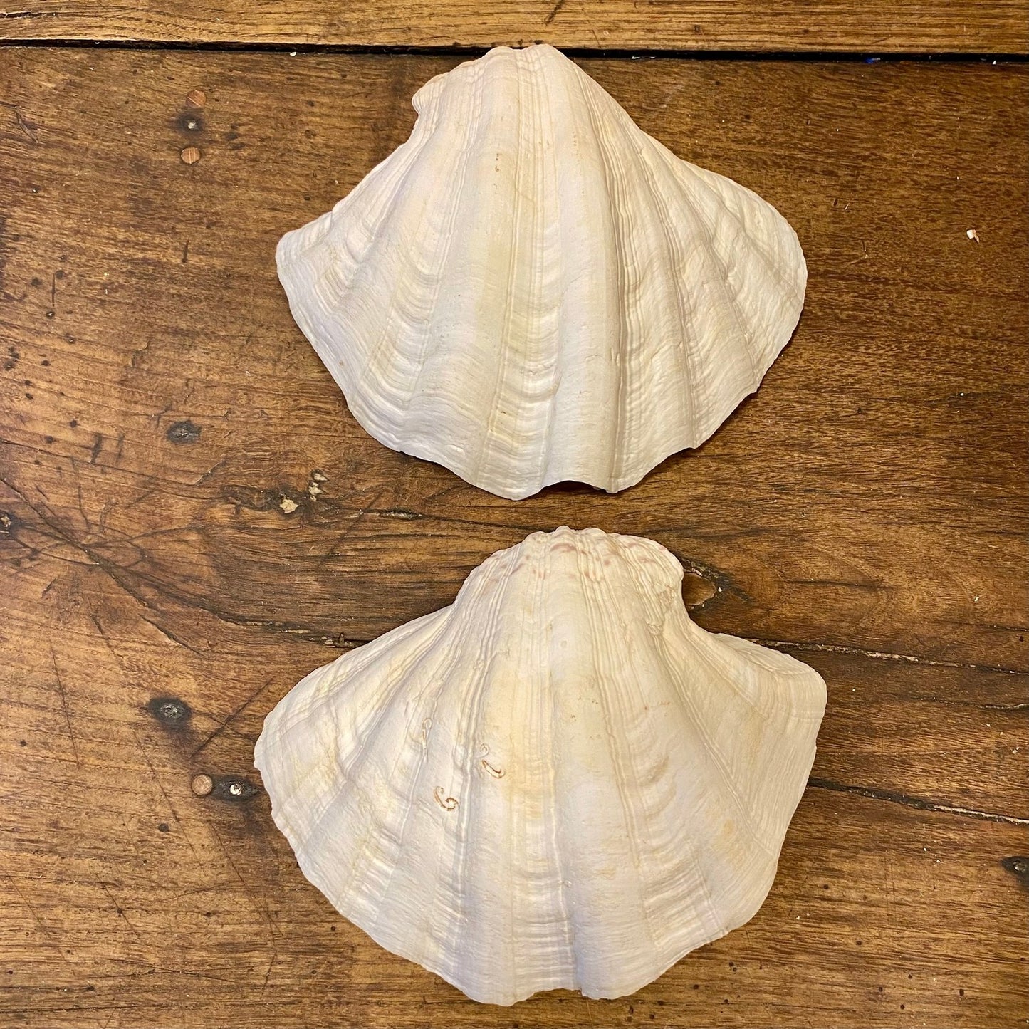 Pattern: Vintage French Clam Shell – Curiosité Göteborg | Fransk vintageinredning från Curiosité