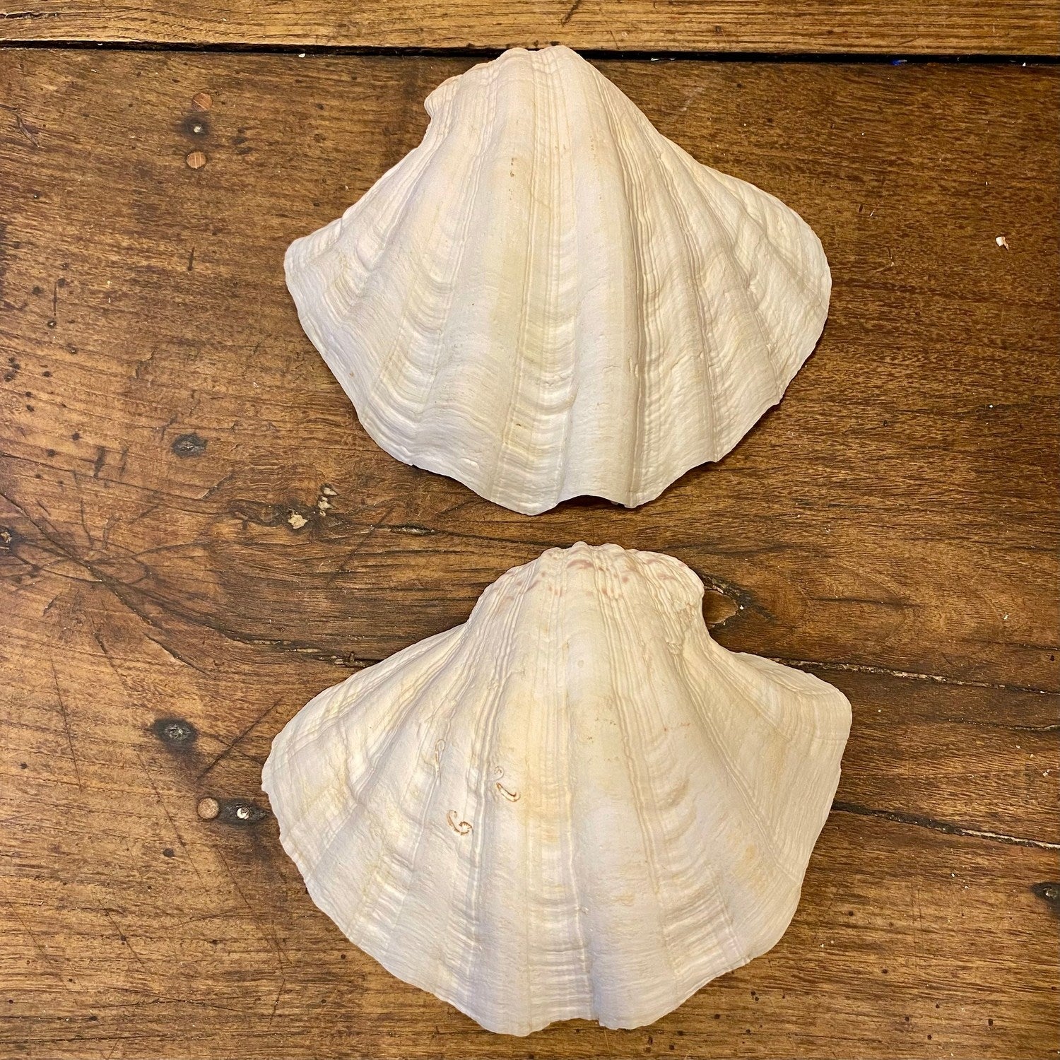 Pattern: Vintage French Clam Shell – Curiosité Göteborg | Fransk vintageinredning från Curiosité