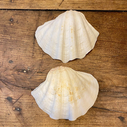 Vintage French Clam Shell