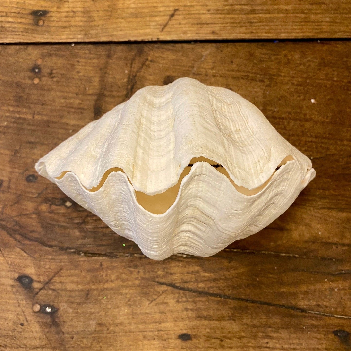 Pattern: Vintage French Clam Shell – Curiosité Göteborg | Fransk vintageinredning från Curiosité