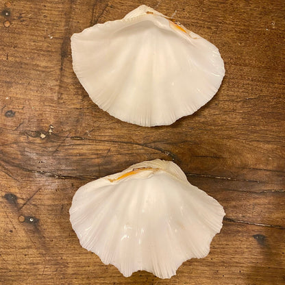 Pattern: Vintage French Clam Shell – Curiosité Göteborg | Fransk vintageinredning från Curiosité