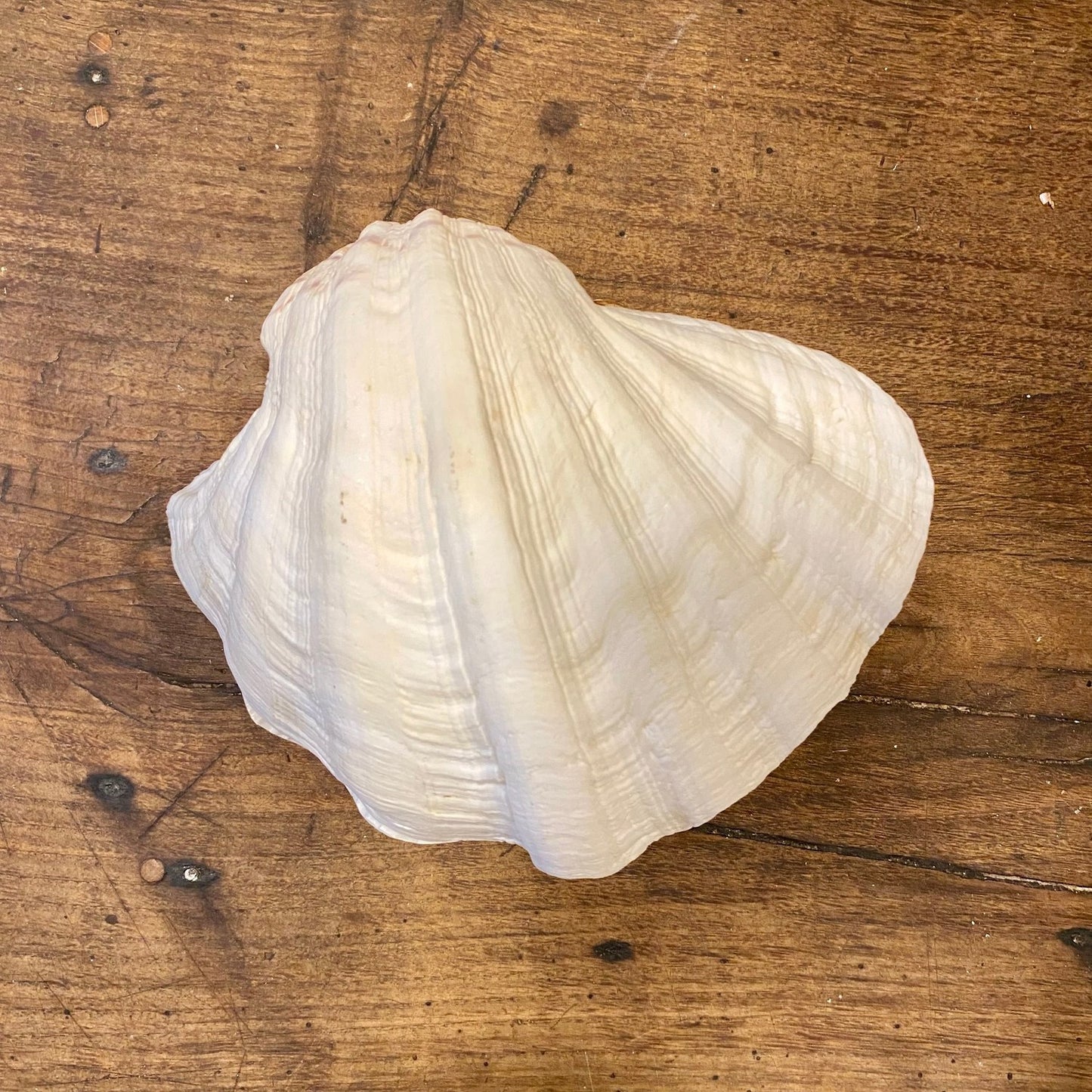 Pattern: Vintage French Clam Shell – Curiosité Göteborg | Fransk vintageinredning från Curiosité